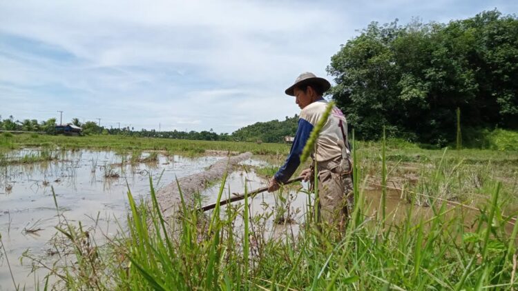 Ilustrasi petani di sawah.