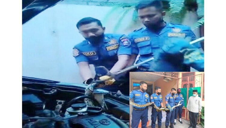 Hendak Panaskan Mobil, Pemilik Temukan Piton Nyasar dalam Kap Mobil di Kota Padang, Sempat dipatuk Saat Evakuasi 1 EVAKUASI— Petugas Damkar Kota Padang mengevakuasi ular piton sepanjang 3 meter yang nyasar ke dalam kap mobil salah seorang warga di Jalan Jhoni Anwar, Kelurahan Kampuang Lapai, Kecamatan Nanggalo, Jumat (28/1)
