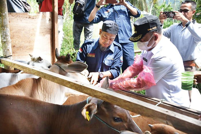 Usaha Ternak Sapi di Duo Koto Berkembang