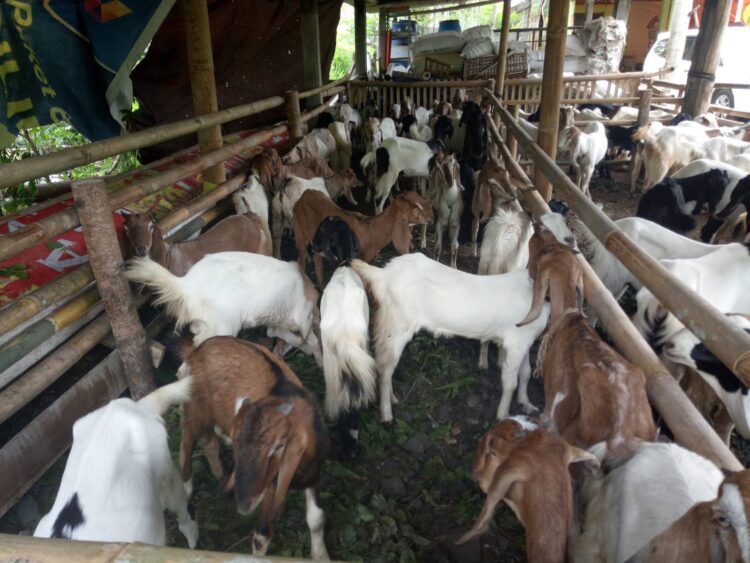 Antisipasi Penyakit Pink Eye pada Ternak 1 Ilustrasi penggembangbiakan kambing pedaging.