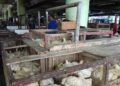 Harga Daging Ayam Broiler Turun Signifikan 10 Harga Ayam Potong Paling Tinggi selama 10 Tahun Terakhir di KoÂta Padang, Tak Ada Antisipasi, Diprediksi Ramadhan Harga makin Meroket