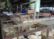 Harga Daging Ayam Broiler Turun Signifikan