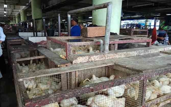 Lebaran Usai, Harga Ayam Potong masih Melambung di Kota Padang 1 Illustrasi.