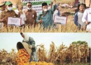 Musim Tanam Tahun 2021, Produksi Padi Turun, Jagung Naik di Kabupaten Agam