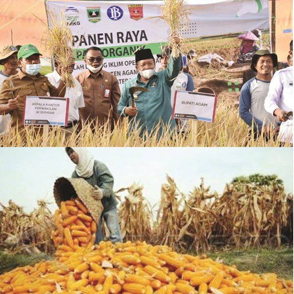 Musim Tanam Tahun 2021, Produksi Padi Turun, Jagung Naik di Kabupaten Agam 1 PANEN RAYA— Bupati Agam Andri Warman bersama OPD terkait melakukan panen raya di lahan pertanian di salah satu kecamatan di Kabupaten Agam.