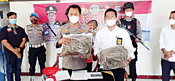 PERLIHATKAN GANJA— Kapolres Pariaman AKBP Abdul Azis didampingi Kasatrenarkoba Iptu Nofridal melihatkan barang bukti 3 kg ganja hasil penangkapan pelaku AP (23).