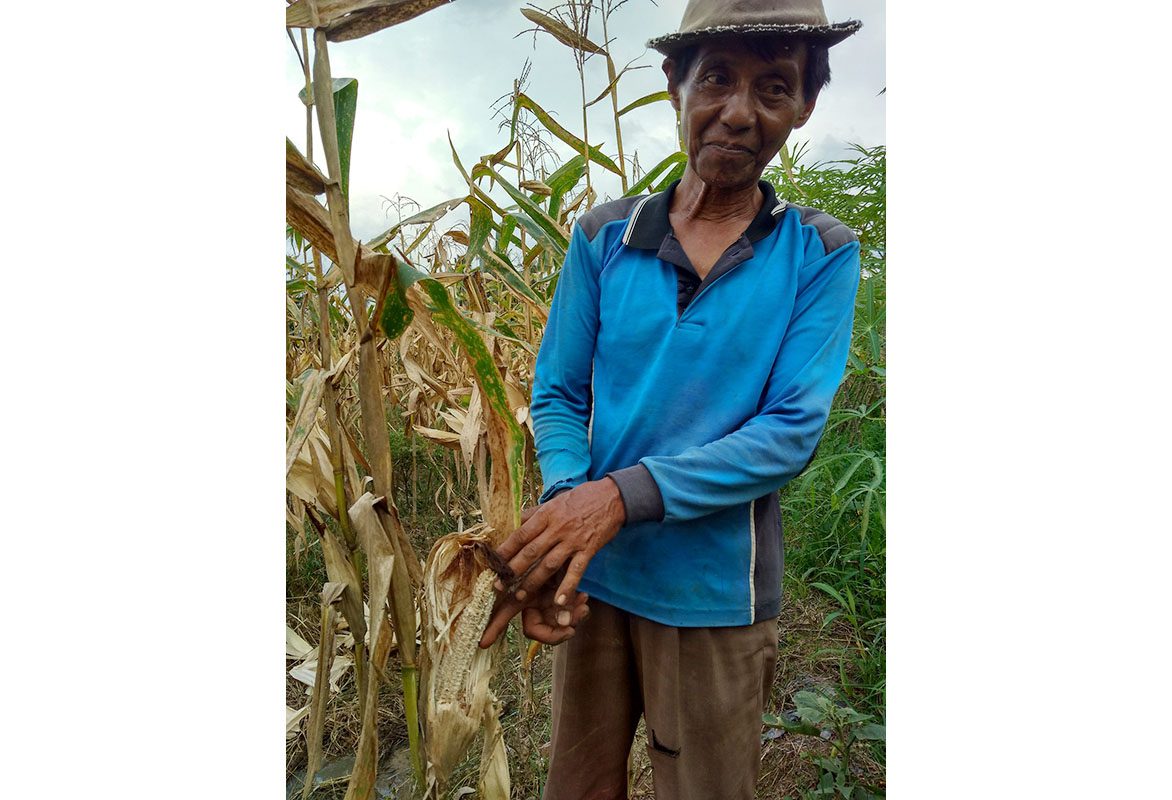 Hama Tikus Mengganas