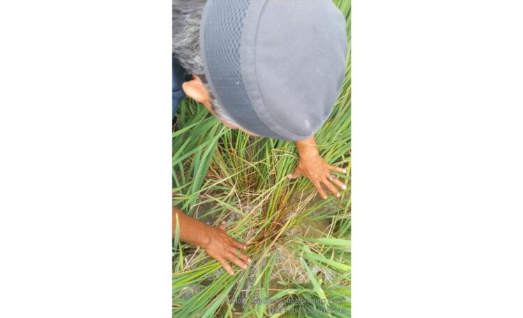 Tenaga Penyuluh Pertanian Lapangan (PPL) yang ada di kecamatan diminta rutin turun ke lapangan menyerap aspirasi, dan kebutuhan petani di wilayah tugasnya.