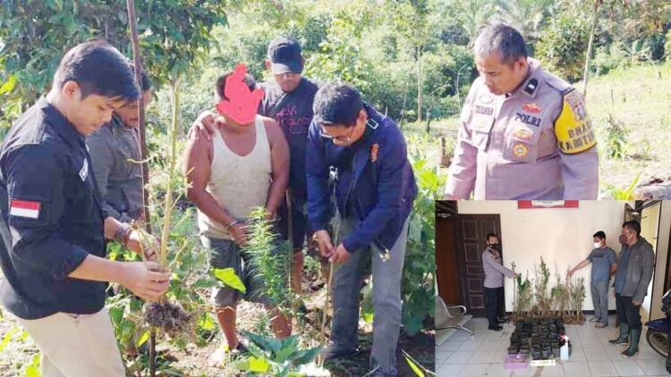 Warga Pasbar Nekat Berkebun Ganja, Ditanam di Polybag lalu Disamarkan dengan Pohon Jagung, Polisi Temukan Puluhan Pohon hingga Bibit dan Biji 1 TANAM GANJA— Tim Satresnarkoba Polres Pasbar menangkap pelaku Ade Marta Hendriko yang kepergok menanam ganja di ladang jagung miliknya.