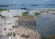 Lagi, Ribuan Ikan KJA Danau Maninjau Mati Massal