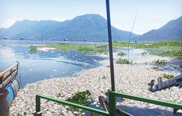 DPKP Agam Rilis Kematian Ikan KJA Selama Februari 2022 1 KEMATIAN IKAN— Dinas Perikanan Agam merilis kematian ikan keramba di Danau Maninjau selama bulan Februari 2022 .