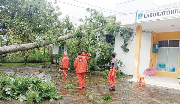 EVAKUASI DAN PEMBERSIHAN — Petugas TRC dari BPBD Kota Padang melakukan evakuasi pohon tumbang yang menimpa rumah warga di Seberang Palinggam dan juga kantor Labor Pestisida Sumbar di Jalan Raya Indarung, Bandar Buat, Rabu (16/2) siang.