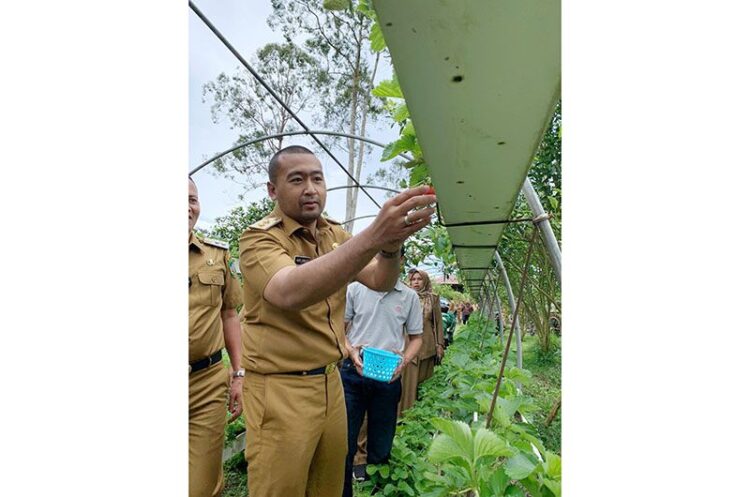 Bangkitkan Sektor Pariwisata Sumbar, Pasaman Punya Taman Bunga Mirip Keukenhof 1 Wakil Gubernur Sumatera Barat, Audy Joinaldy mengunjungi Taman Bunga Puncak Tonang di Pasaman.
