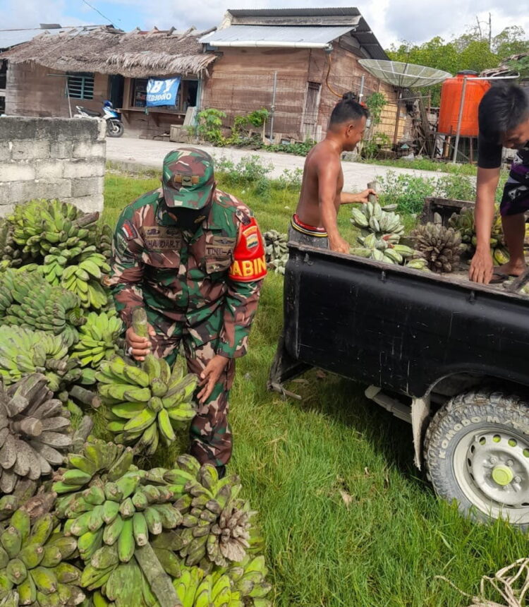 Didampingi Babinsa Koramil 01,Petani Dusun Brambang Panen Raya Pisang 1 Masyarakat petani dan perkebunan Dusun Brambang Siberut Utara Mentawai, masuk dalam bulan panen. Babinsa Koramil 01 Sikabaluan Serda Muskhandar melaksanakan pendampingan panen raya pisang.