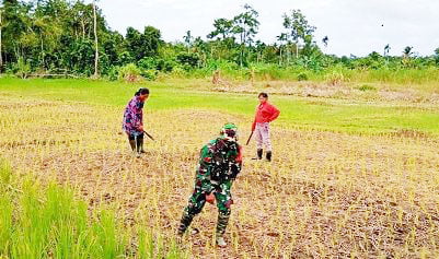 BERSIHKAN—Petani bersama anggota Babinsa 
membersihkan sawah dari rumput.