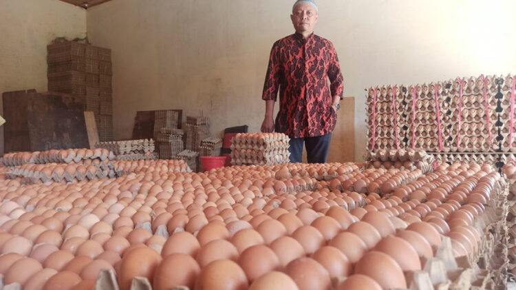 PENGUSAHA TELUR— Wirman Dt Pangeran pengusaha telur di gudang telur miliknya, saat melihat jelang pengiriman telur ke berbagai daerah.