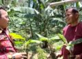 Mantan Wali Kota Pariaman Kunjungi Kebun Pisang Cavendish