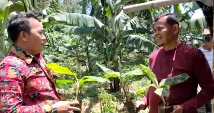 TERIMA—Mantan Camat Harau  Deky Yusman, dikebun Pisang Kavendish miliknya saat menerima kunjungan mantan Wali Kota Pariaman Mukhlis R.