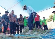 Keltan Baruah Saiyo Panen Padi Kurik Kusuik, Pemko Bukittinggi Siapkan Program Kesejahteraan Petani
