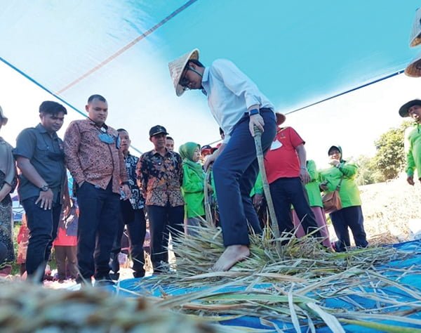 PANEN— Kelompok Tani Baruah Saiyo, Pulai Anak Aia, panen padi jenis kuruik kusuik. Secara simbolis panen juga dilakukan Wali Kota Bukittinggi, bersama Ketua DPRD, Sekda dan Kadispertan.