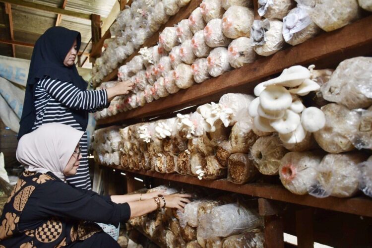 PRODUKSI JAMUR TIRAM— Kelompok Budi Daya Jamur Tiram dan Magot Kelurahan Limau Manis memperlihatkan produk jamur tiram dalam bentuk kemasan. Kelompok Budi Daya Jamur Tiram dan Magot Kelurahan Limau Manis itu maju dan berkembang berkat CSR Semen Padang.