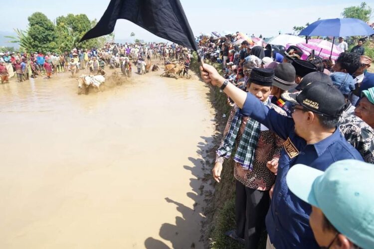 PAJU JAWI— Bupati Eka Putra lepas peserta pacu jawi dengan mengangkat bendera star bertanda perlombaan pacu jawi dimulai.