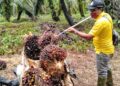 Harga TBS Terjun Bebas, Petani Sawit Inderapura Mengeluh 10 Harga TBS Terjun Bebas, Petani Sawit Inderapura Mengeluh