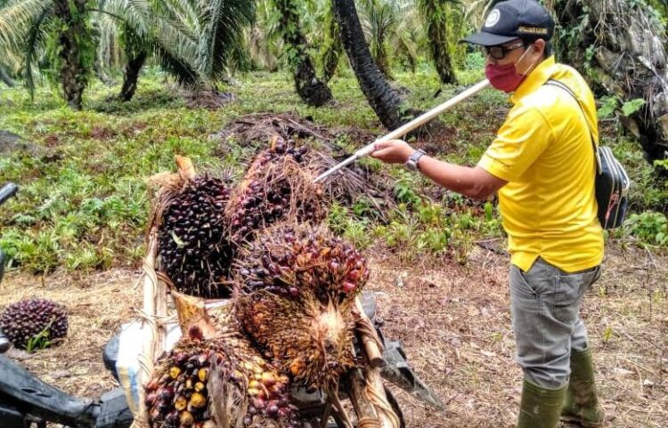 Harga TBS Terjun Bebas, Petani Sawit Inderapura Mengeluh 1 Illustrasi Panen Sawit.