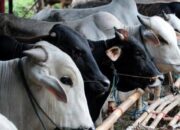 Lebaran, Pemotongan Ternak Diprediksi Meningkat di Agam