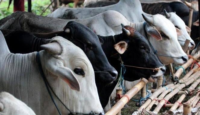 Dinas Pertanian Kabupaten Agam memprediksi pemotongan ternak sebanyak 831 ekor pada Idul Fitri 1443 Hijriah.