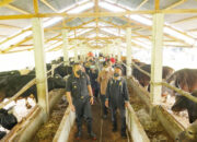 Wagub Sumbar Dukung Program Satu Keluarga Satu Sapi