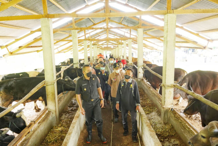 Wagub Sumbar Audy Joinaldy mengunjungi areal peternakan kelompok tani Satujuan Kecamatan Sangir, Kamis (21/4).