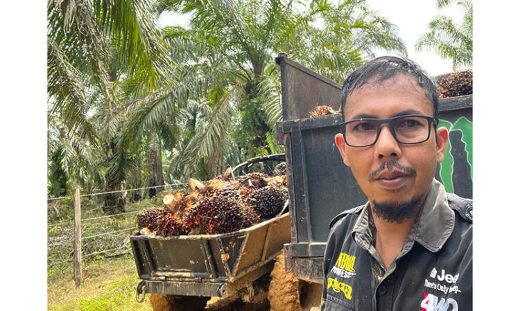 HARGA SAWIT 
ANJLOK— Sekretaris Apkasindo Dharmasraya, Rijal Imami saat mengumpulkan hasil panen TBS kelapa sawit.
