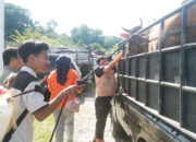 Antisipasi Penularan Penyakit Mulut dan Kuku (PMK), Aktivitas Pasar Ternak Diawasi di Pasar Ternak Lubuk Basung
