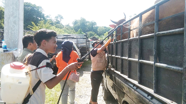 ANTISIPASI PENULARAN PMK— Untuk mengantisipasi penularan PMK pada ternak, Distan Kabupaten Agam mengawasi aktivitas keluar masuk hewan ternak di Pasar Ternak Lubuk Basung.