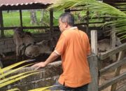 Antispasi Menyebarnya Penularan PMK di Kota Solok, Perketat Pengawasan Keluar Masuk Ternak