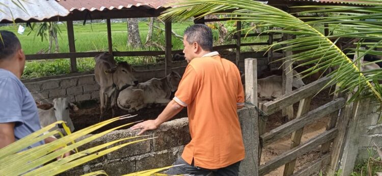 ANTISIPASI— Pemko Solok melakukan pengawasan dengan memperketat terhadap keluar masuk jual beli ternak untuk mencegah penyebaran PMK.