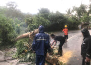 Pohon Tumbang Membelintang Jalan di Sawahlunto