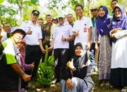 Pisang Barangan Merah Potensial Dibudidayakan di Sijunjung