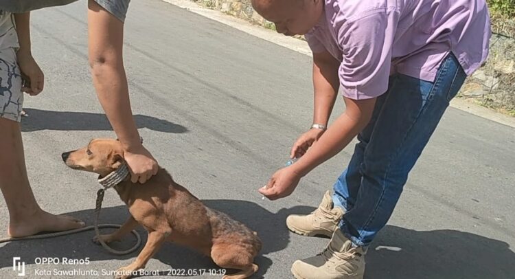 70 Orang Warga Digigit Anjing Liar, Kecamatan Sangir Kasus Paling Tinggi 1 illustrasi