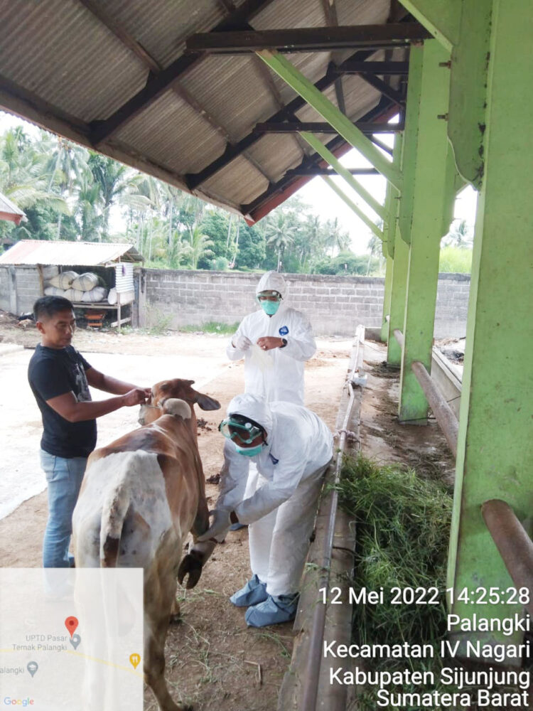 CEK KESEHATAN— Satgas dari Dinas Peternakan dan Kesehatan Hewan saat melakukan pengecekan sapi yang diduga terjangkit PMK.