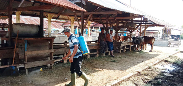 Pasar Ternak Palangki Ditutup, Masyarakat Diminta Waspada PMK 1 PENYEMPROTAN— Selain penutupan pasar ternak Palangki, Dinas Pertanian Sijunjung juga melakukan sterilisasi dan penyemprotan desinfektan di lokasi pasar ternak.