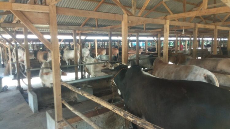 Penyakit Menular Hewan Ternak Mulai Menyebar, Pasar Ternak Kota Payakumbuh Terpaksa Ditutup Sementara 1 TUTUP—Pasar ternak di Payakumbuh terpaksa tutup karena berjangkitnya penyakit menular ternak. Terlihat sejumlah sapi di pasar ternak Payakumbuh.