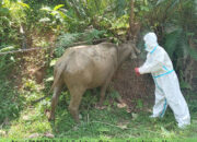 Empat Kerbau Terindikasi Terinfeksi PMK di Solsel