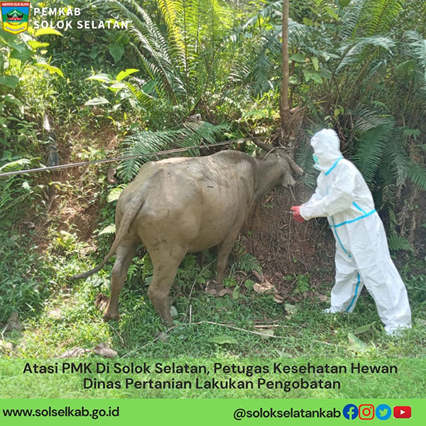 Empat Kerbau Terindikasi Terinfeksi PMK di Solsel 1 CEK KESEHATAN HEWAN— Petugas medis veteriner dan para medis Distan turun ke lapangan untuk menangani suspek PMK terhadap ternak kerbau masyarakat.