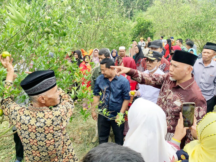 Mahyeldi pada kunjunganya ke beberapa titik sentra perkebunan jeruk di Kec. Gunuang Omeh, Kabupaten Limapuluh Kota, Minggu (8/5)