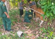 Antisipasi Penyakit Mulut Kaki pada Hewan Ternak, Sampel Darah Puluhan Ekor Sapi Diambil di Kota Sawahlunto 