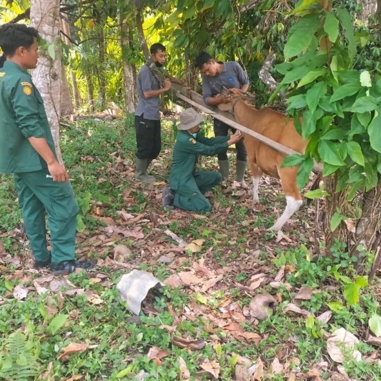 AMBIL SAMPEL DARAH— Untuk melakukan antisipasi penyakit terhadap ternak, petugas dari Balai Besar Veteriner Baso melakukan pengambilan sampel darah sapi.
