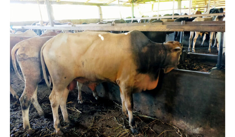 Toke Sapi sudah Diburu, Terjual sampai 150 Ekor di Kota Padang 1 SAPI KURBAN— Salah satu peternakan sapi di daerah Gadut, Kecamatan Lubukkilangan, sudah mulai diburu para pengurus masjid atau mushalla untuk persiapan Hari Raya Idul Adha.