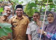 Tanam Anggur di Pekarangan dapat Menghasilkan Uang